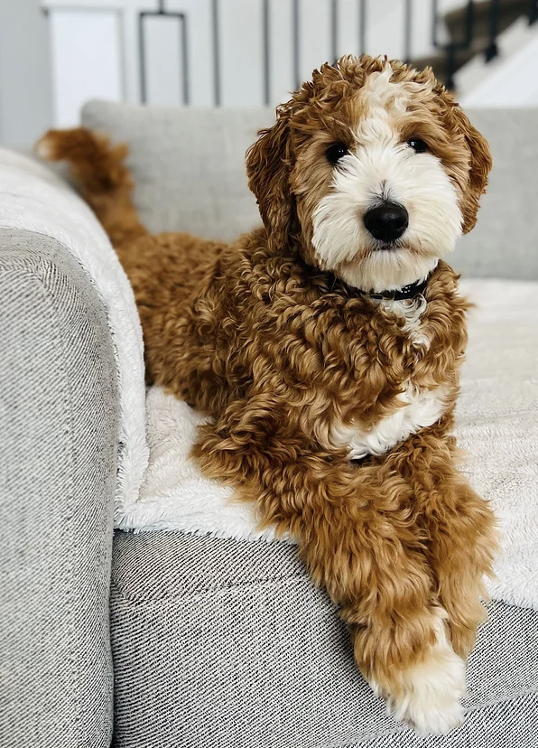 Apricot parti goldendoodle