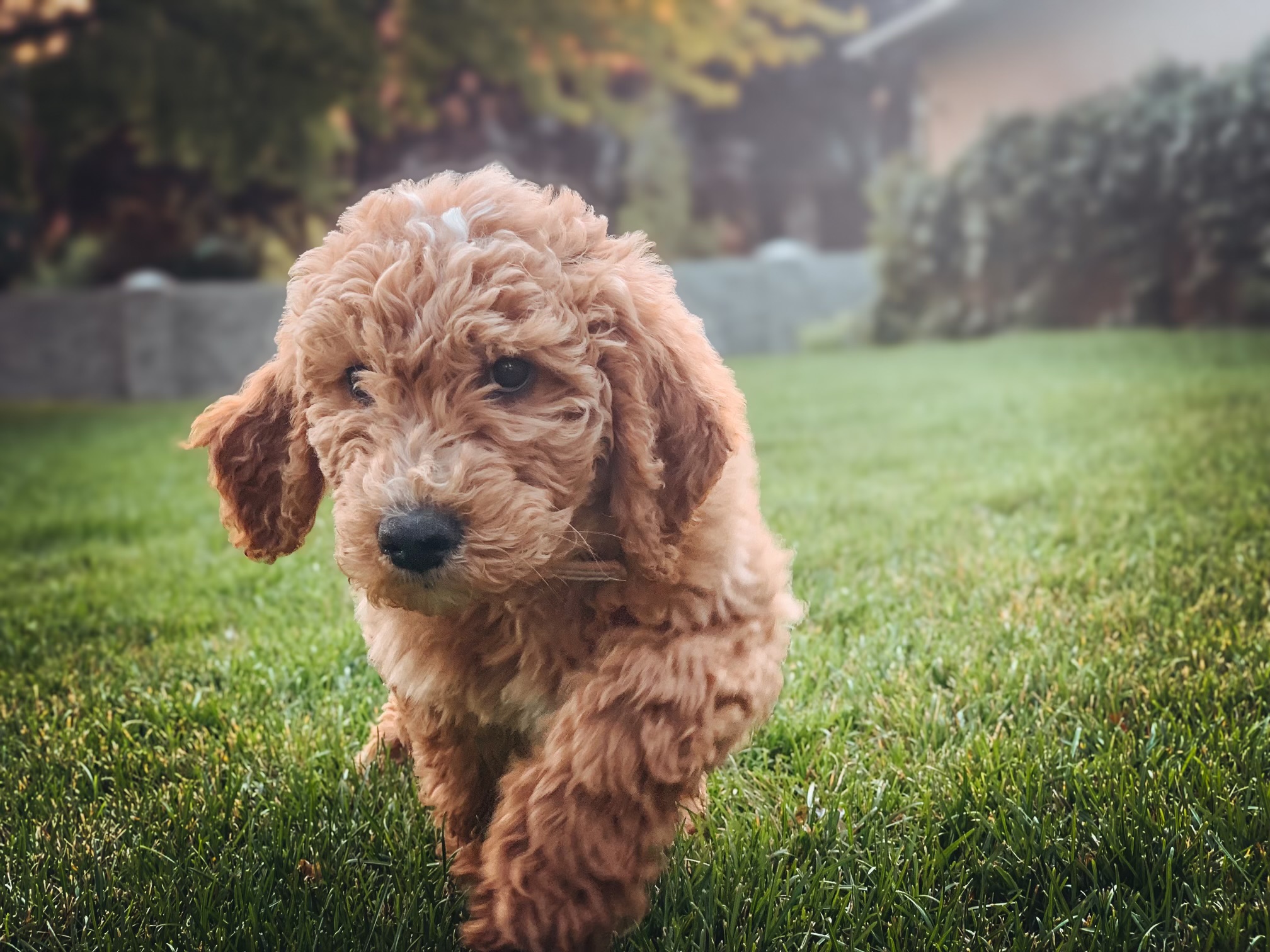 medium-goldendoodle-puppy-for-sale