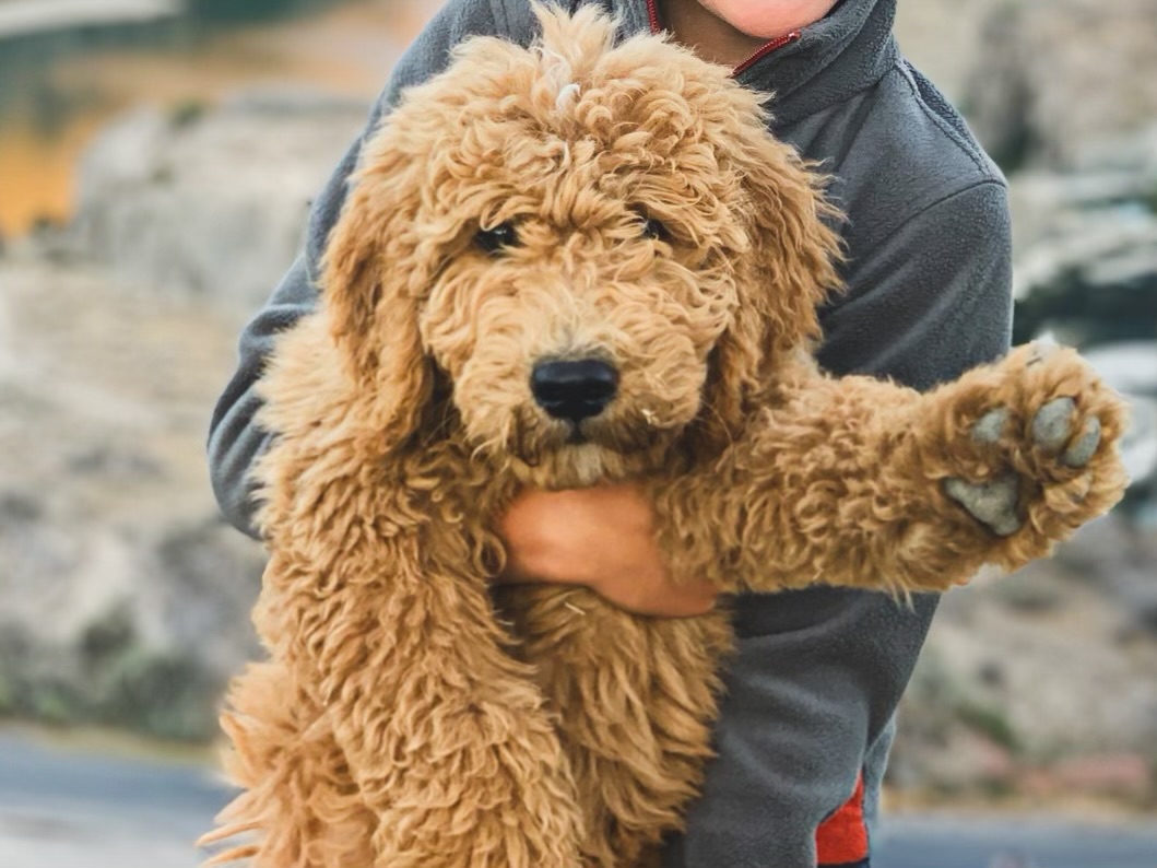 apricot-goldendoodle-puppy