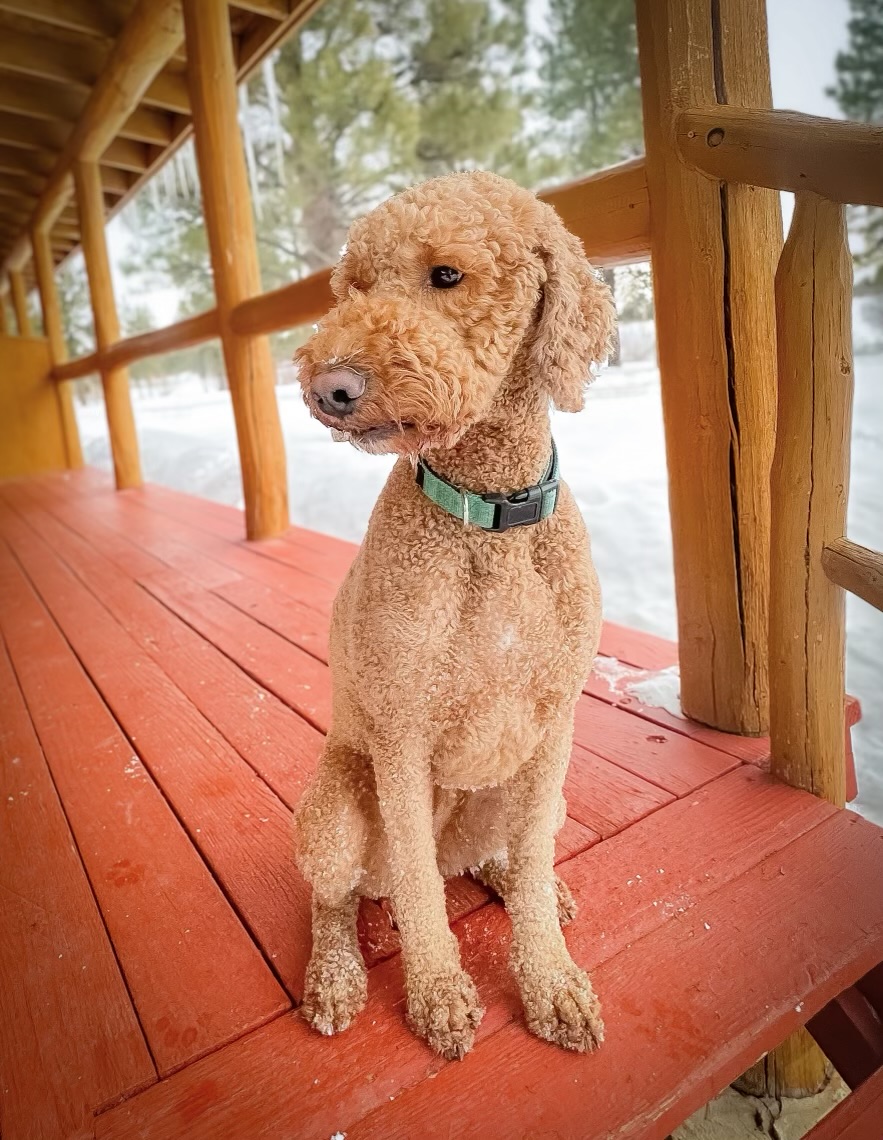 apricot-goldendoodle-puppy