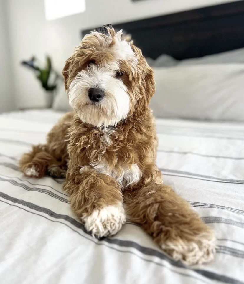 goldendoodle-stud-artisan-doodles