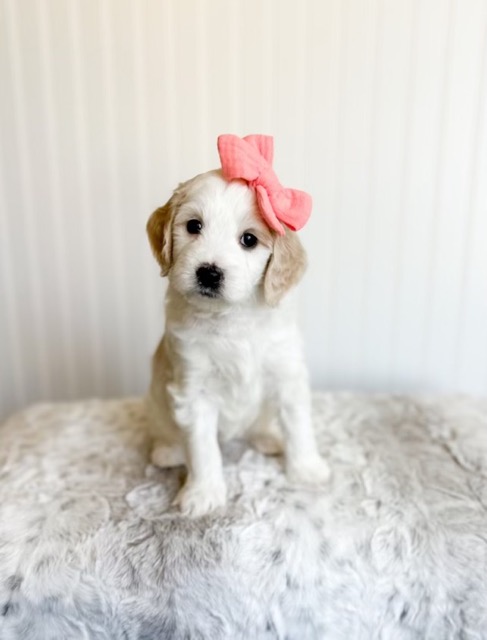 female-goldendoodle-puppy-for-sale