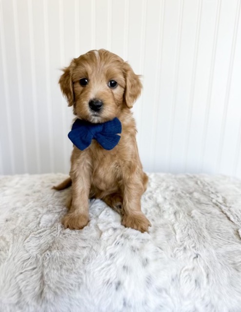 medium-goldendoodle-puppy-for-sale