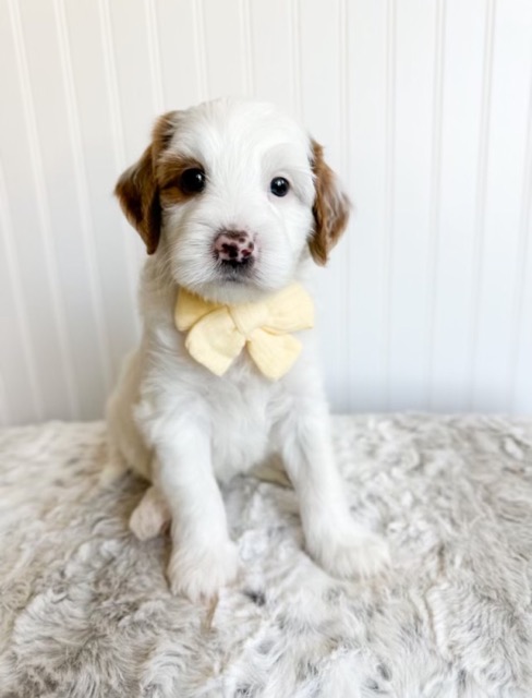 parti-goldendoodle-puppy-spotted-nose