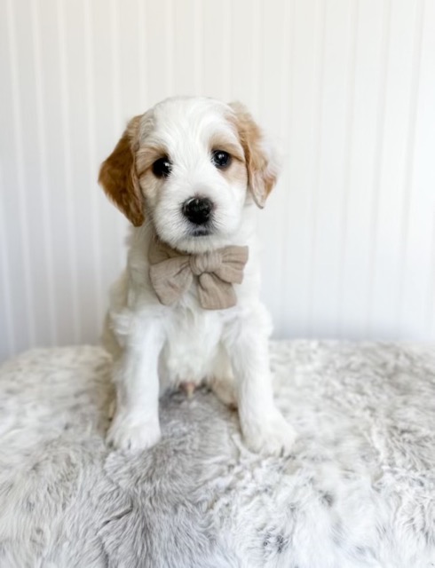 parti-goldendoodle-puppy