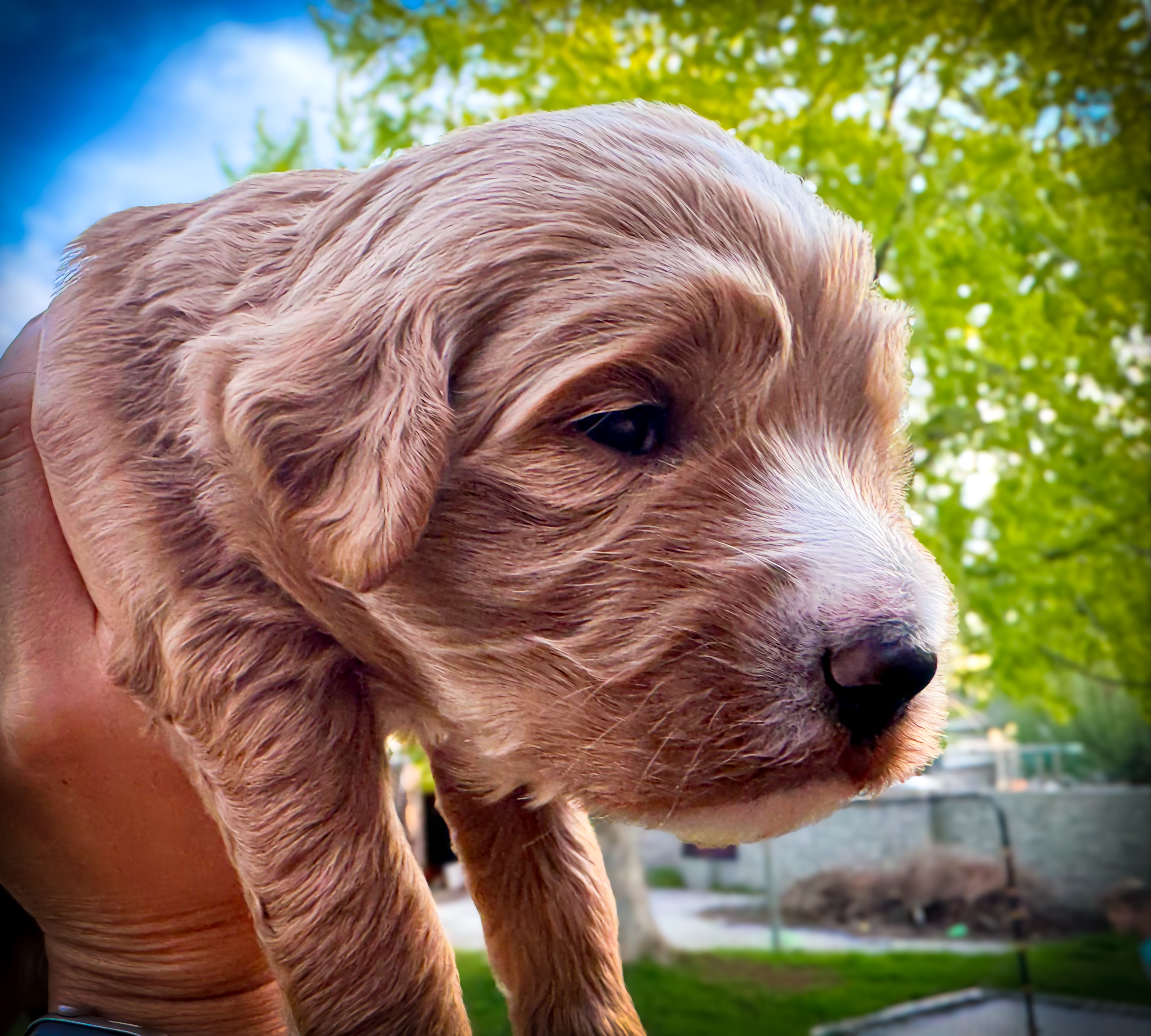 straigh-coat-goldendoodle-puppy