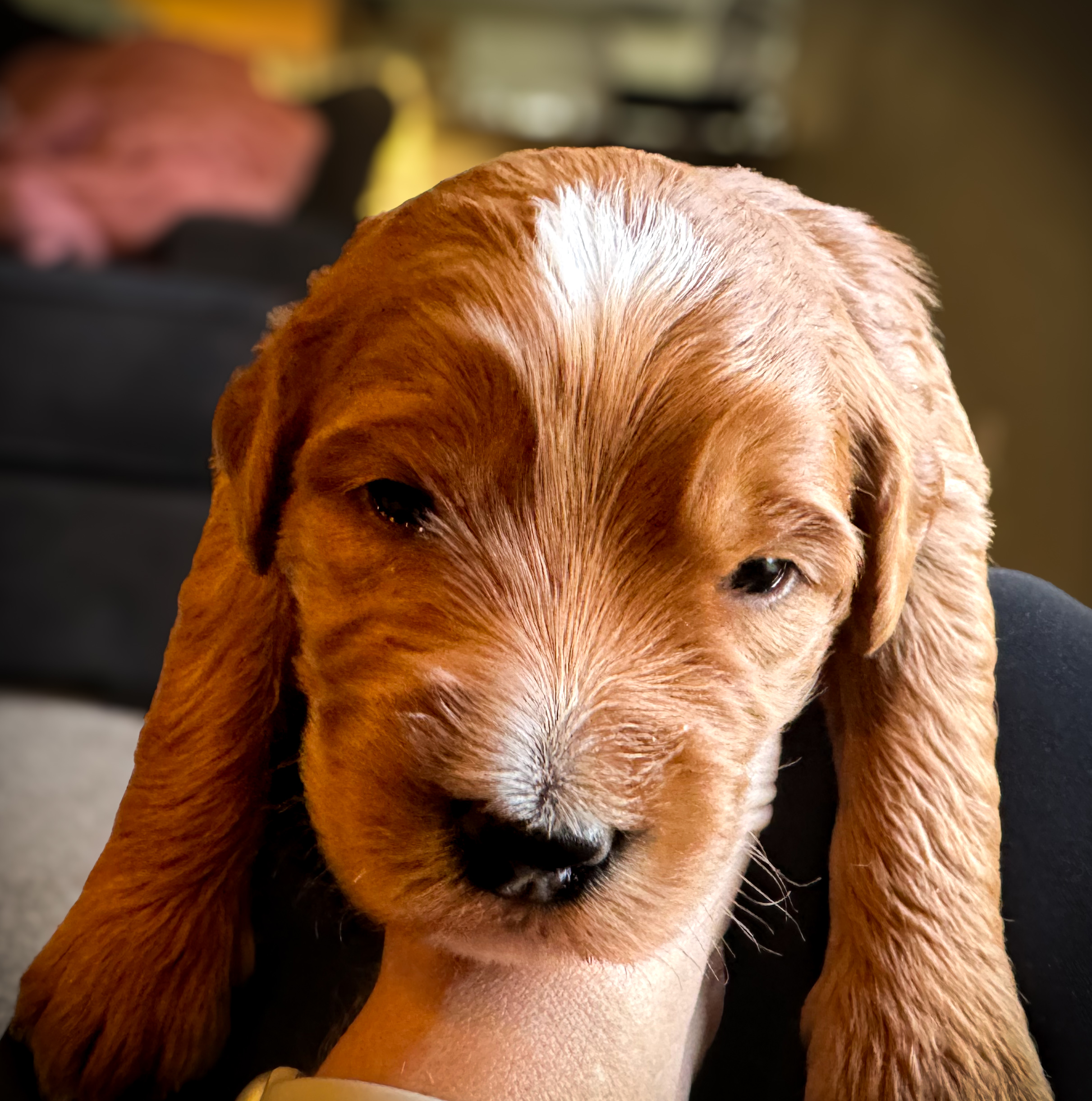 medium-goldendoodle-puppy-for-sale