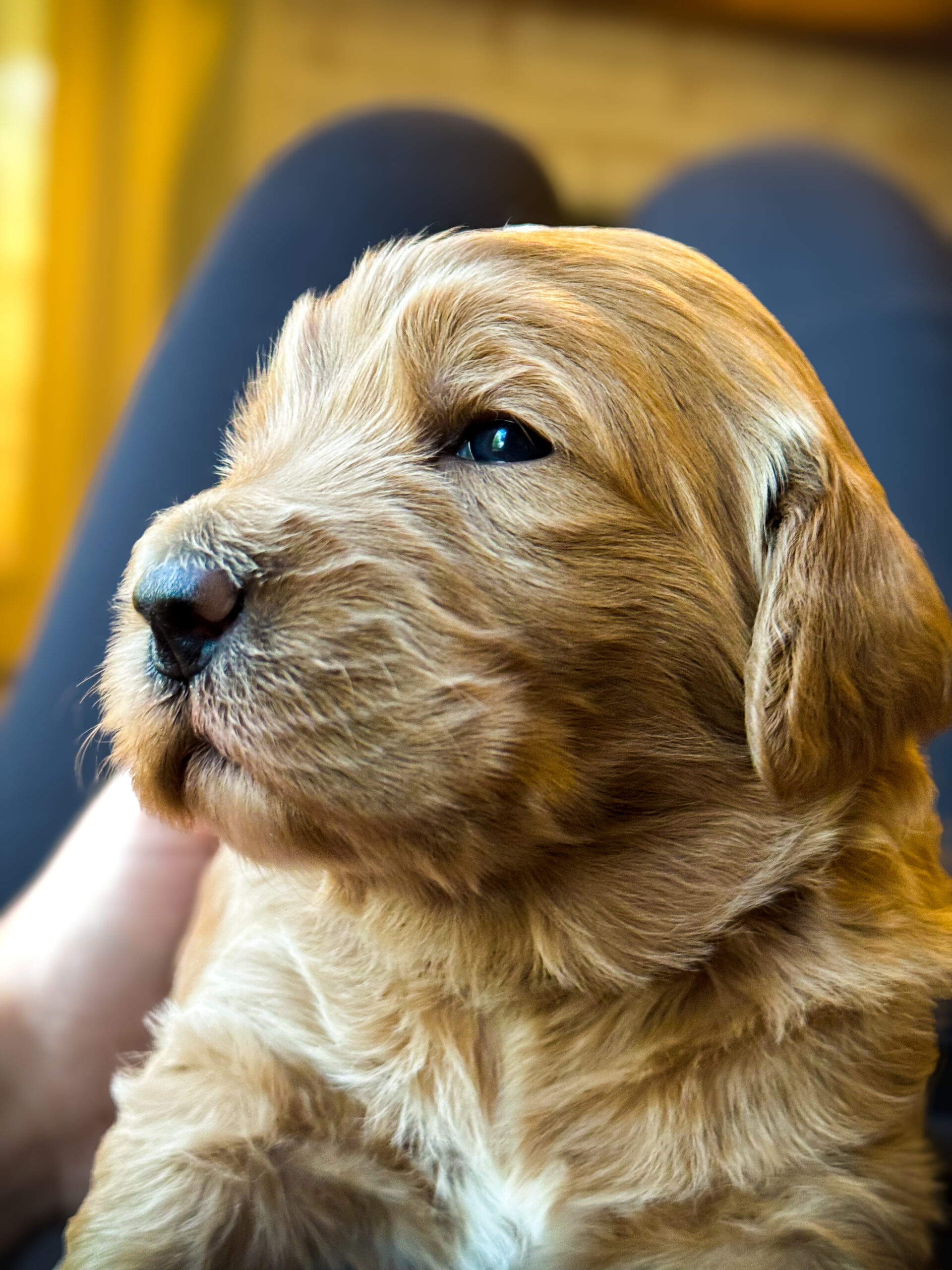 female-goldendoodle-puppy-for-sale