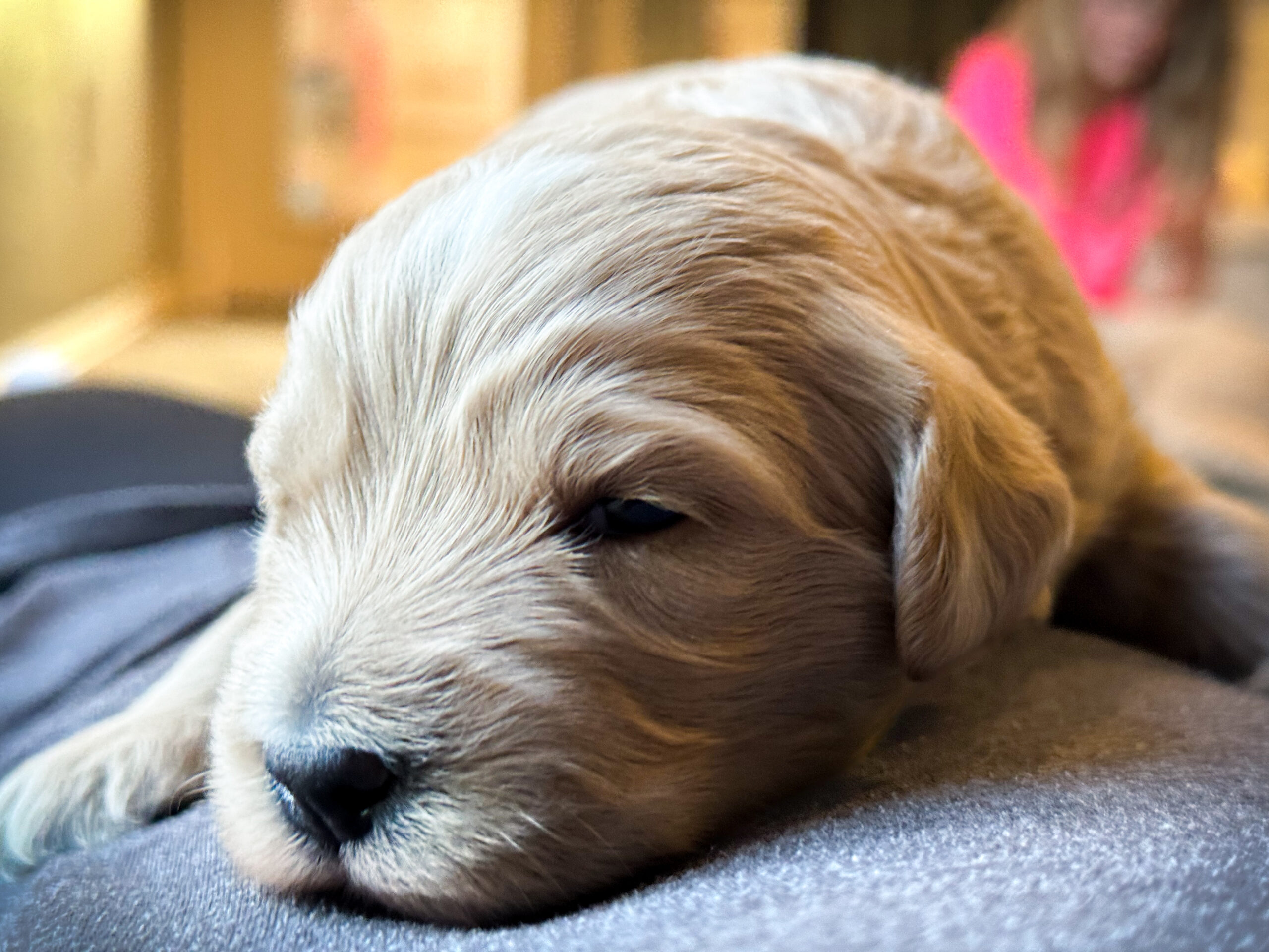 parti-goldendoodle-puppy-spotted-nose