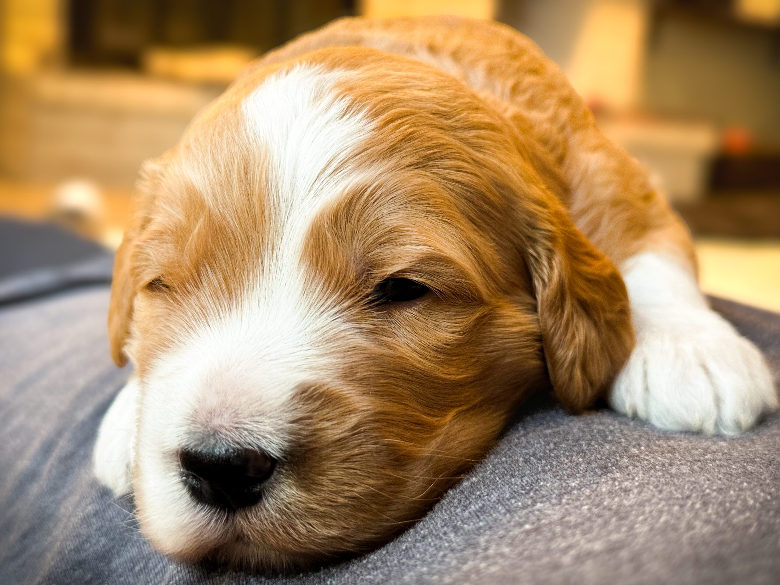 parti-goldendoodle-puppy