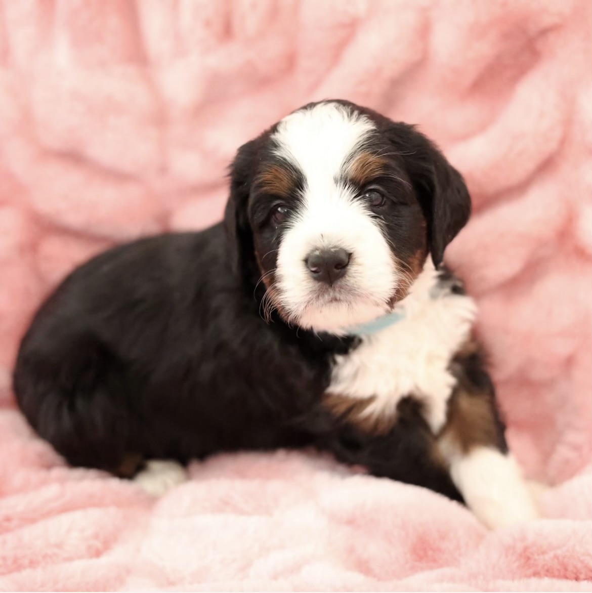 bernedoodle puppy