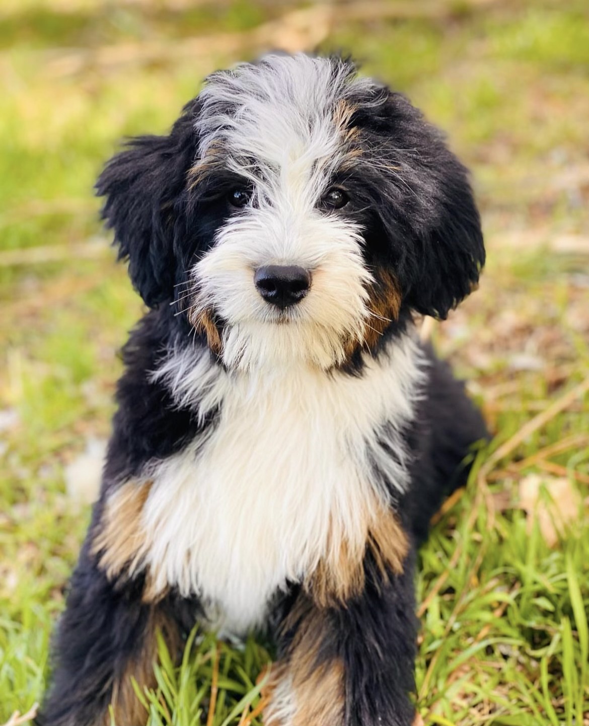 bernedoodle-puppy