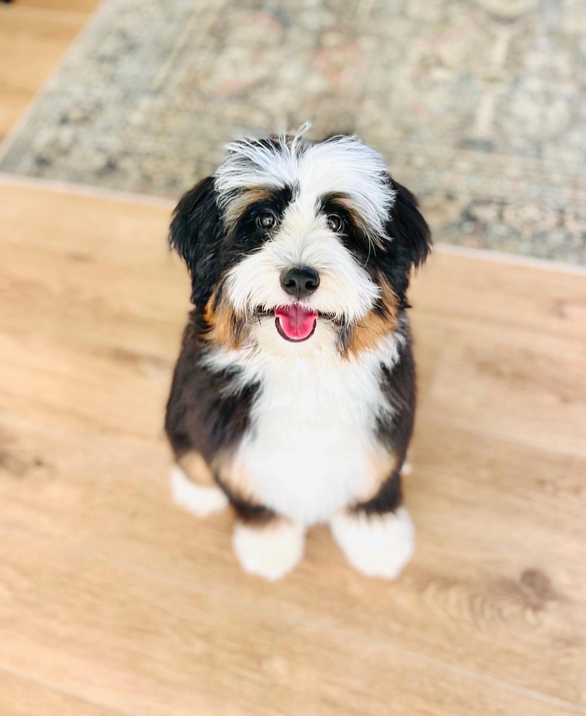 parti-goldendoodle-puppy-spotted-nose