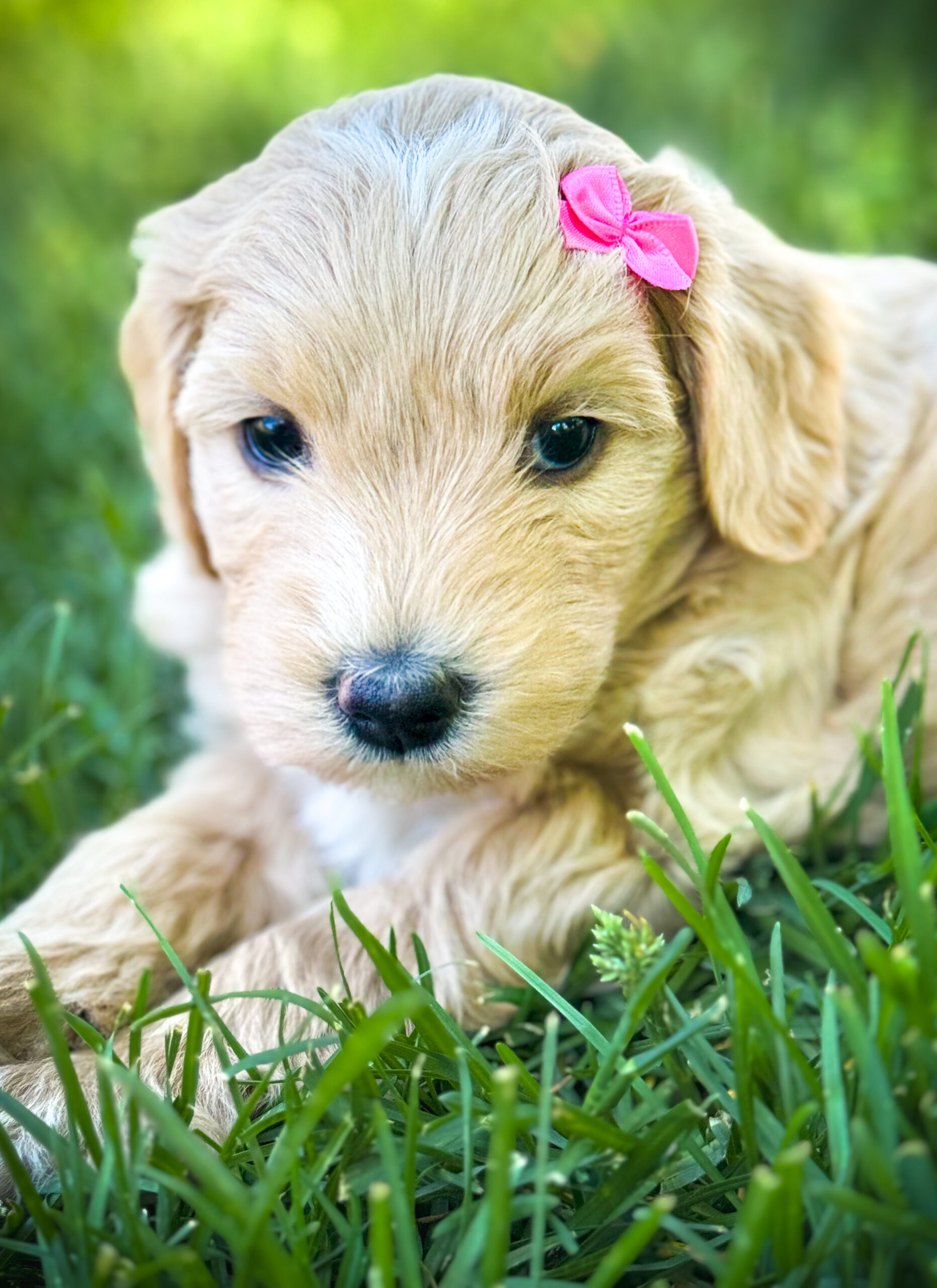 straigh-coat-goldendoodle-puppy