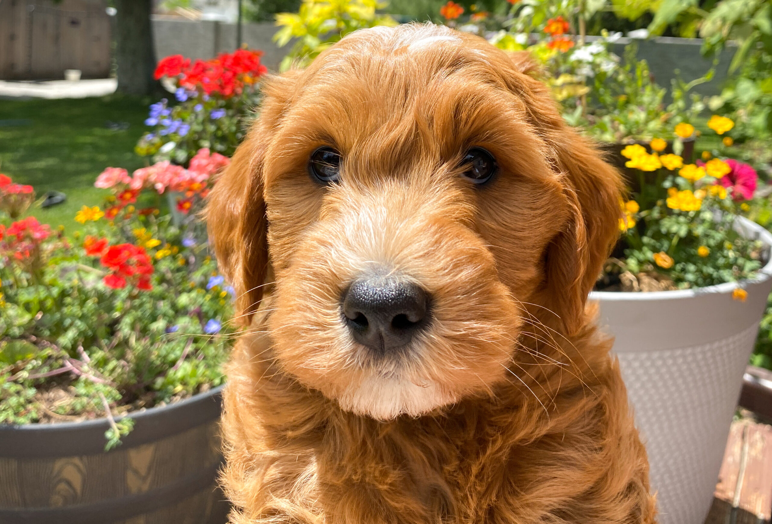 Utah-parti-goldendoodle-puppies