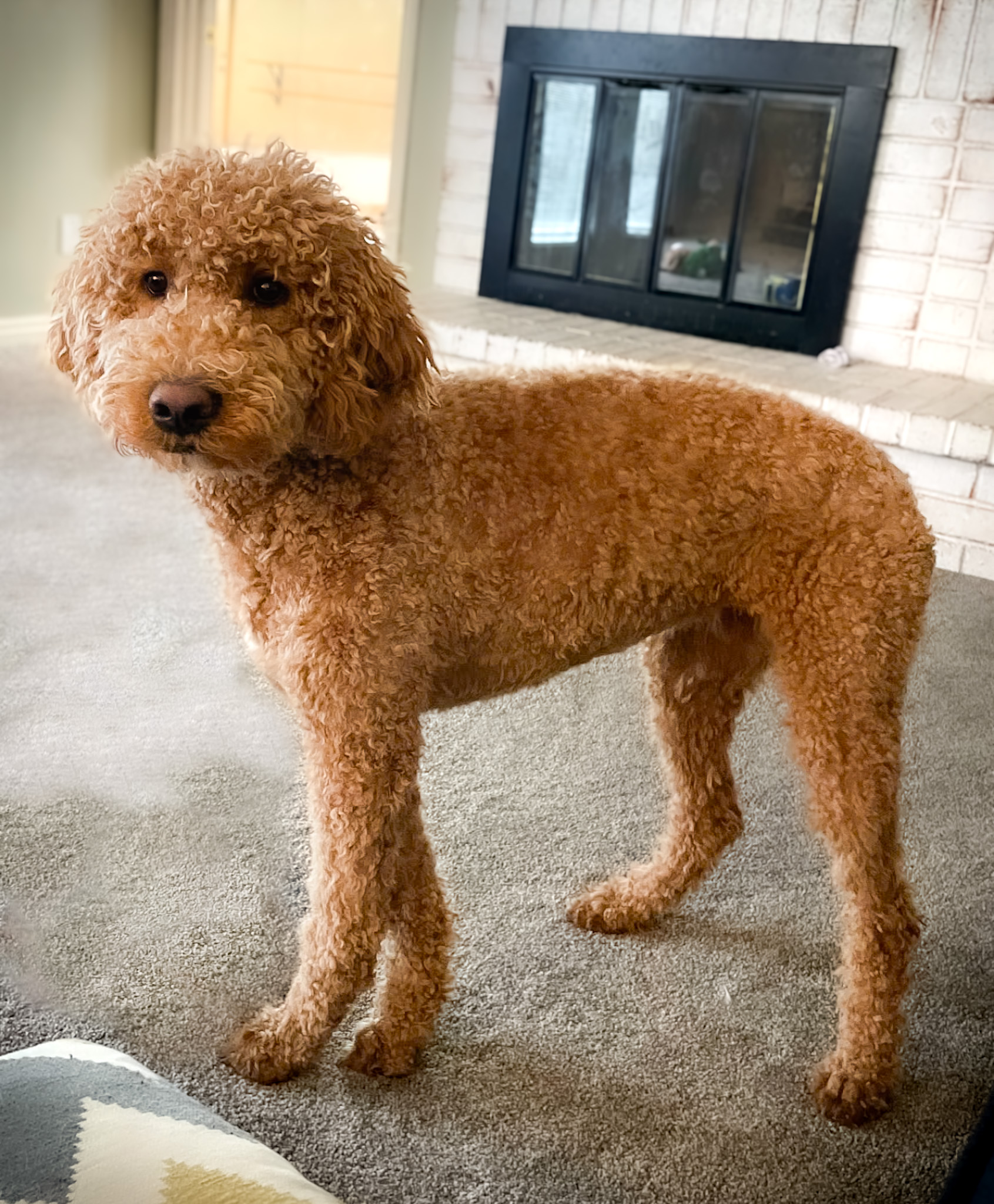 parti-goldendoodle-puppy-spotted-nose