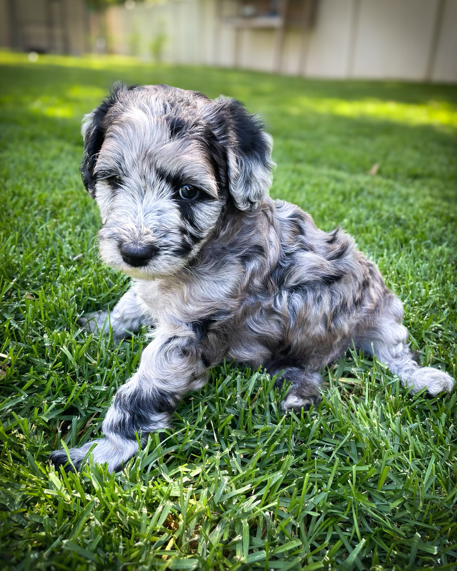 golden-mountain-doodle -merle