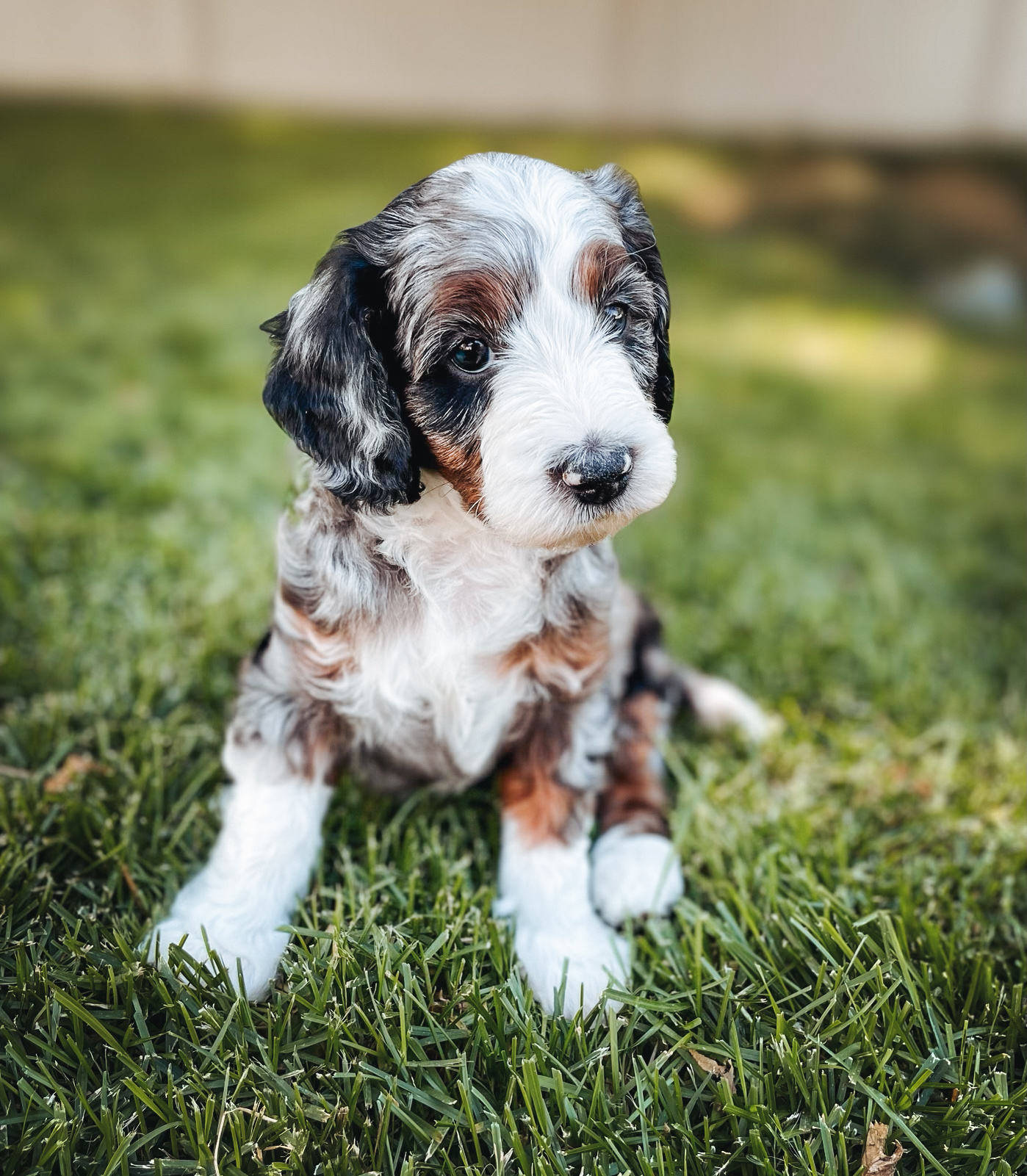 Utah-parti-goldendoodle-puppies