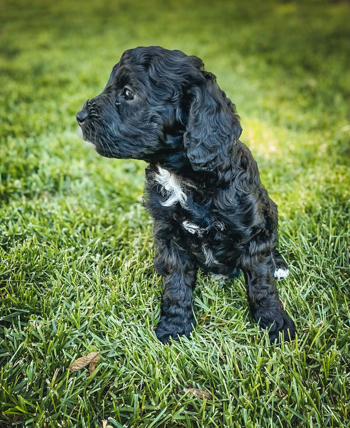 Utah-parti-goldendoodle-puppies